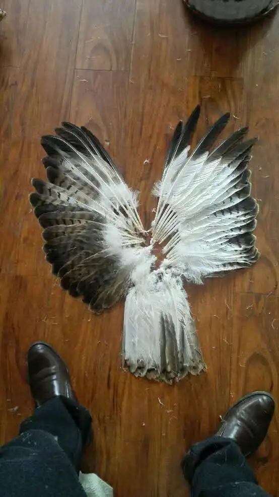 Wholesale perfect  58pcs  Rare  high quality natural Owl tail feathers 10-16inch/25-40cm  Decorative diy collection