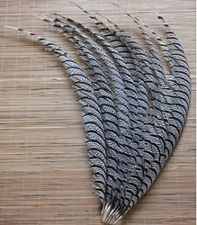 Free shipping 32-36inch/80-90cm  10 PCS Natural color ringneck lady Amherst pheasant tail feathers