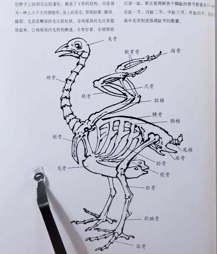 Chinese Painting Book Chicken Cock Painting 64pages