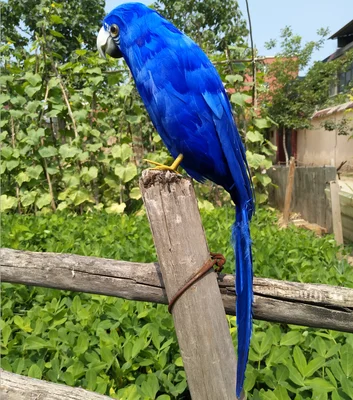 

large 42cm dark blue feathers parrot artificial bird model handicraft,prop,home garden decoration gift p2828