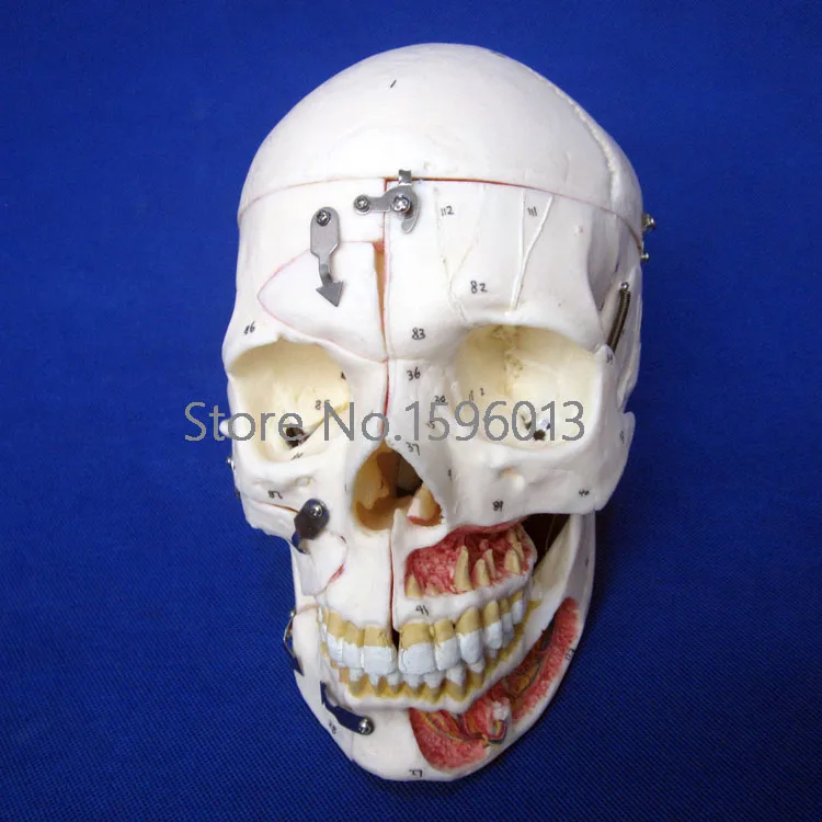 Advanced Disassembled Adult Skull Model with Blood Vessels and Nerves Bone Anatomy Model