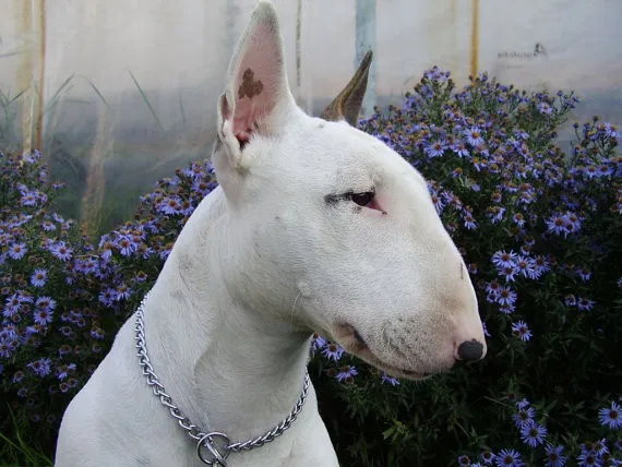 Bull Terrier Trasporto Libero Anello Regolabile Dimensioni Cucciolo Anello e tutti Gli Amanti Degli Animali Cane Anello