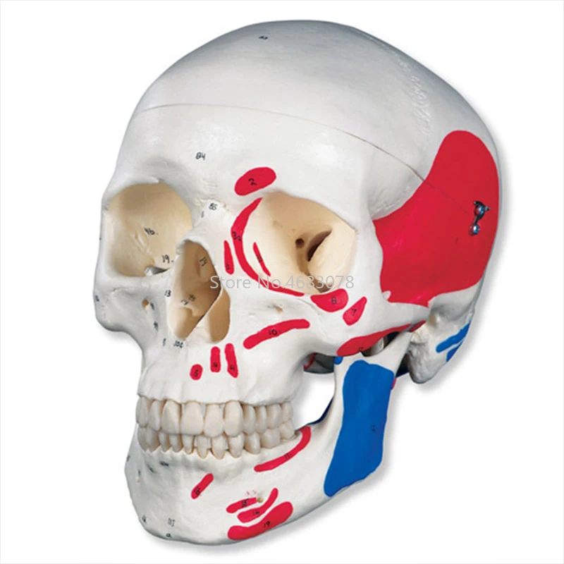 Human Anatomical Anatomy Colored Head Skeleton Skull Teaching Model Detachable School Educational Human Head,Skull Model