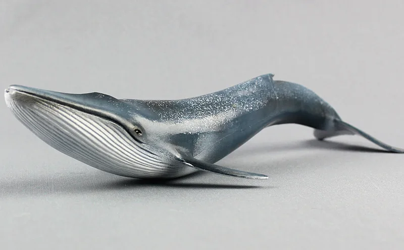 Marine life simulation Pygmy Blue Whale Static Plastic toy model 27x10cm Environmental PVC Cognition prop model toy gift w0598