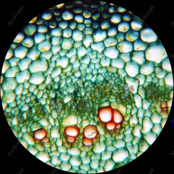 Slide for Microscope-AmScope Supplies 50 Biology Pathology Prepared Microscope Slides Set SKU: PS50A