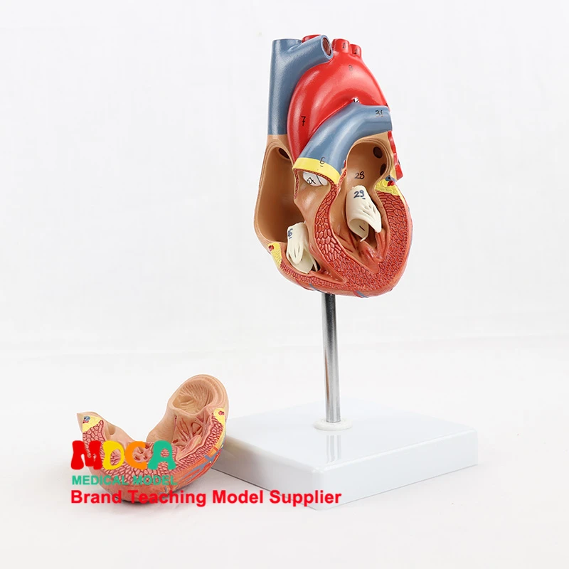 Human 1:1 Natural Large Heart, Human Organs, B-Mode Ultrasound Cardiac Anatomy Model Medical Teacher Supplies for Classroom