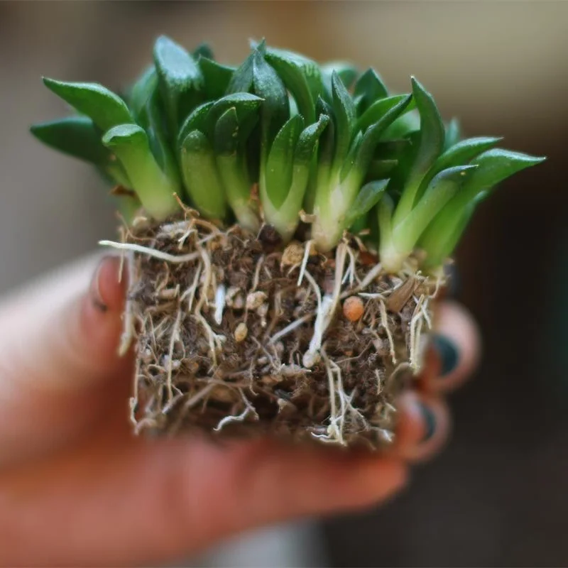 Meshpot 6 cm/7 cm Sukkulenten Topf Kunststoff Blumentopf Kaktus Pflanzer Wurzel Steuerung Gute Luft System Garten liefert Hause Dezember – Detail 12