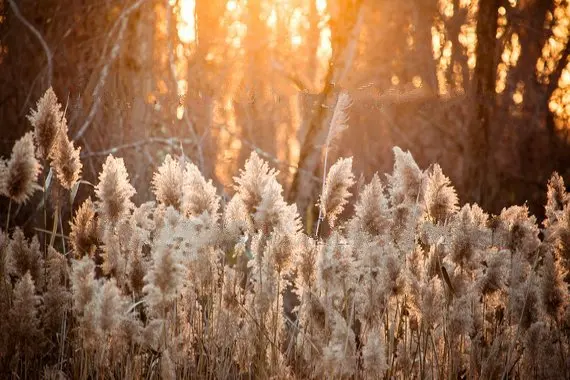 Reed Grass Sunset Golden Hour Ornamental photography backgrounds   Computer print children kids backdrop