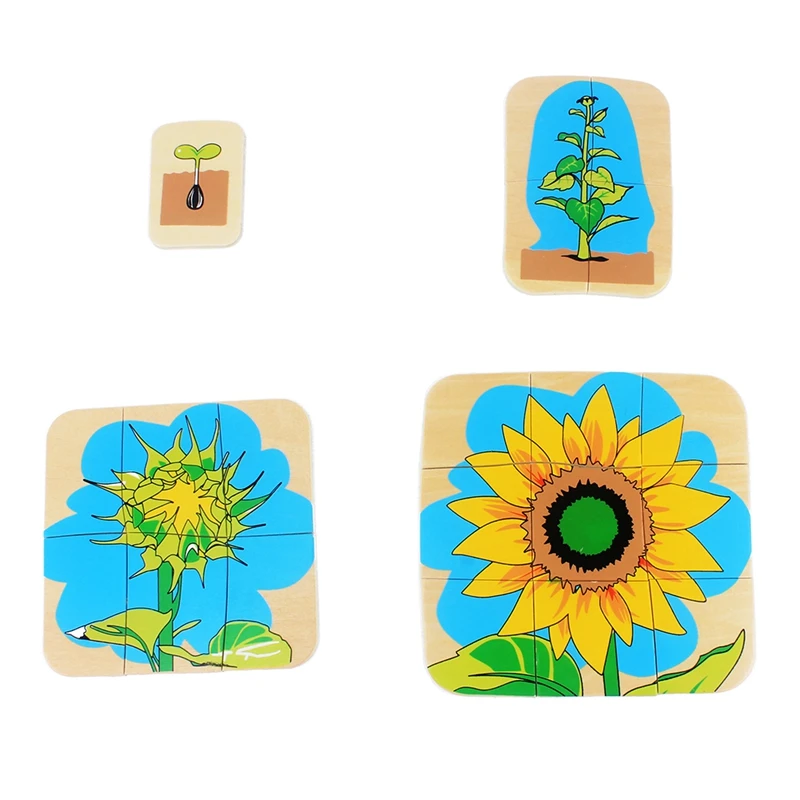 Kids Montessori Wooden Toys 3D Puzzle Life Cycle of Animals Plant Chock Frog Butterfly Sunflower Man Woman Baby Toy for Infant