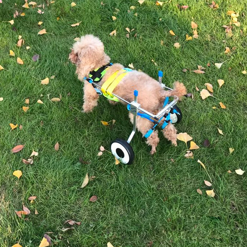 Cadeira de rodas para deficientes, Cadeira de rodas para cães e gatos, Carrinho de passeio, Scooter para deficientes traseiros e pernas