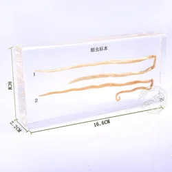 Ascaris Specimens In Clear Lucite Block Educational Instrument Middle school biology School teaching aids