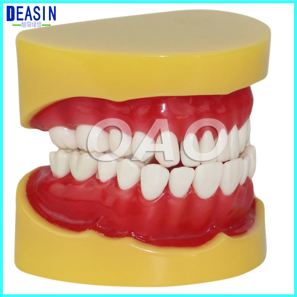 

Dental Removable Standard Model Teeth Model with 28 teeth Without Articulator Hard Gum