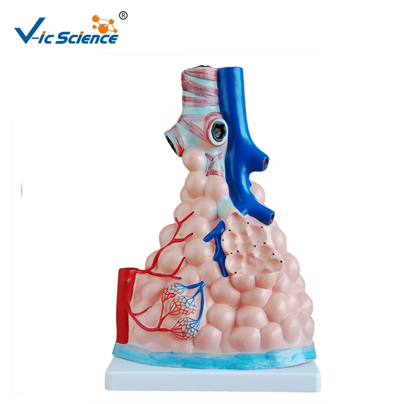 

Medical Supplies PVC Human Anatomical Lung Model Magnified Pulmonary Alveoli Model for Students Teaching