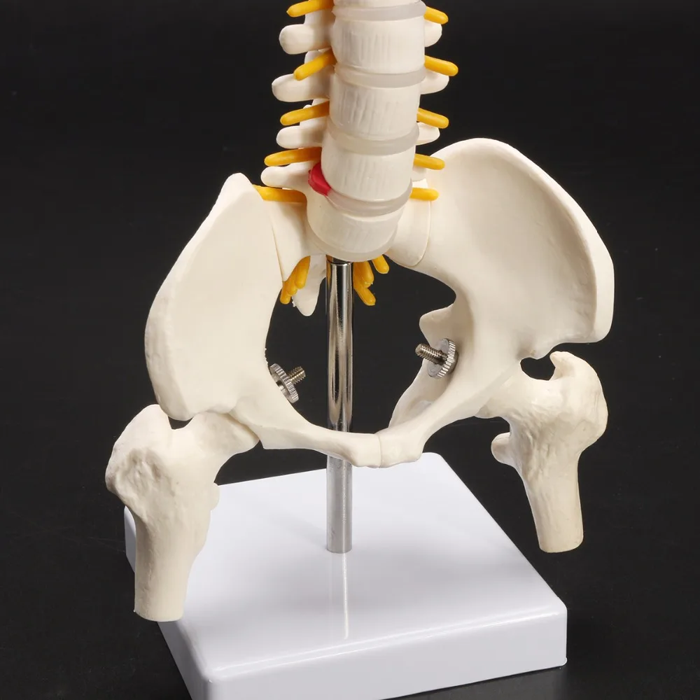 45cm  1:1 Adult Lumbar Bend Spine With femur Model Humans Skeleton Model with Spinal Disc Pelvis Model Used for school supplies