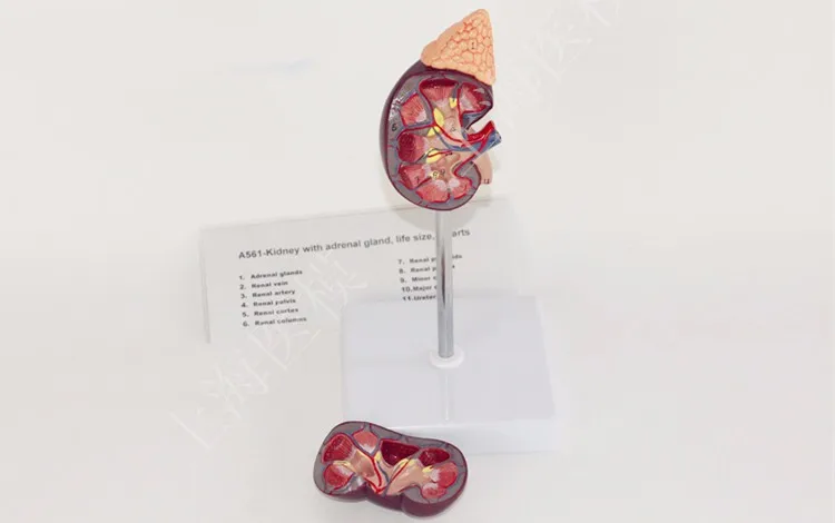 

Kidney model with adrenal gland naturally large kidney urinary system structure model free shipping