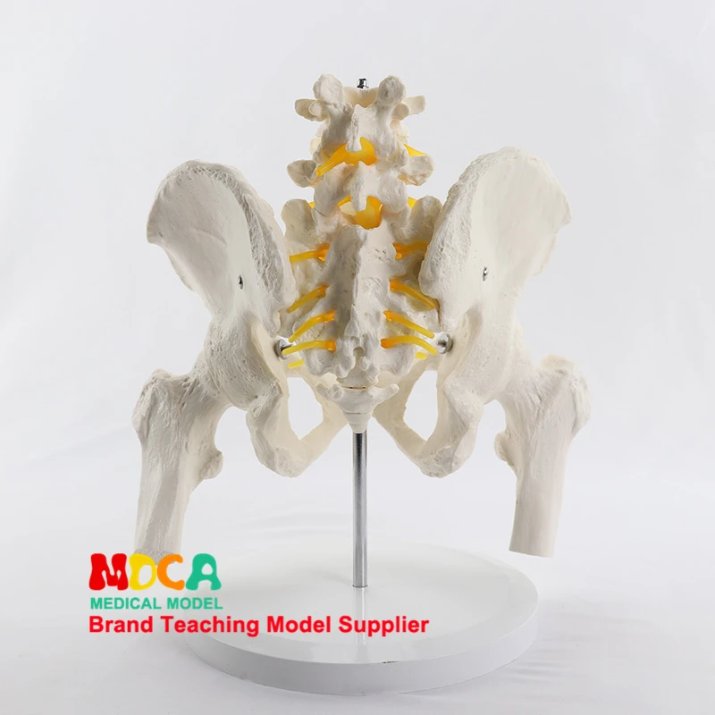 Simulated Lumbar Vertebrae Pelvic Belt Lumbar Vertebrae With Femur Anatomy Model Spine Spine Medical Pelvis Teaching Supplies