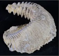Natural Oyster Gemstone- Alectryon carinata - Cretaceous - Madagascar