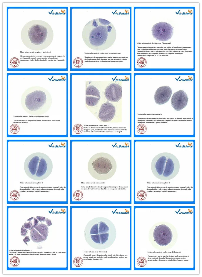 Meiose und Mitose Vorbereitet Folien