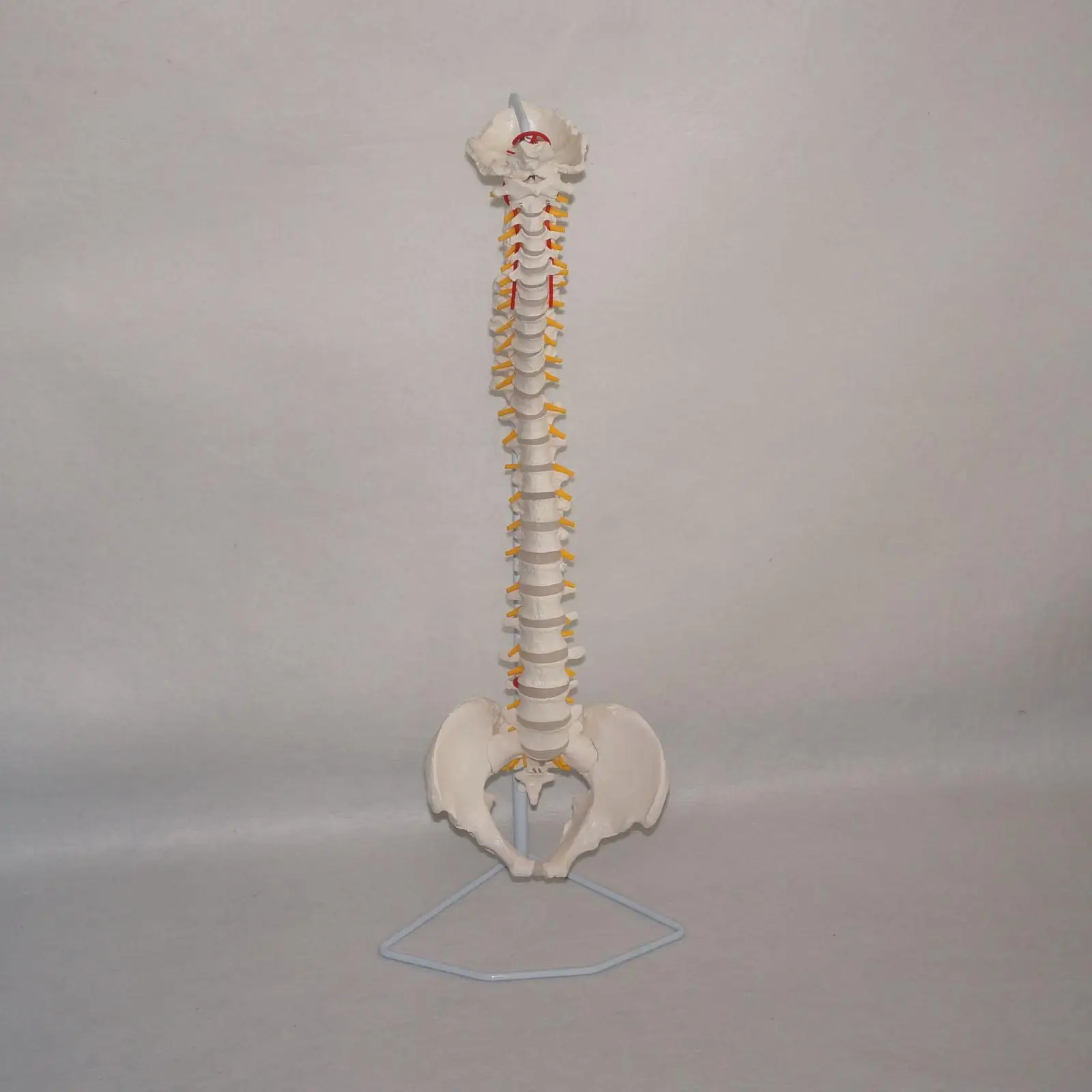 PVC Didactic Flexible Spinal Column Anatomy Model Human Skeleton Specimen Medical Science