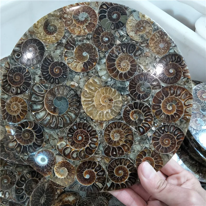 24-25cm Large Size Ammonite Disc From Madagascar Beautiful Ammonite Shell Fossil Disc Madagascar