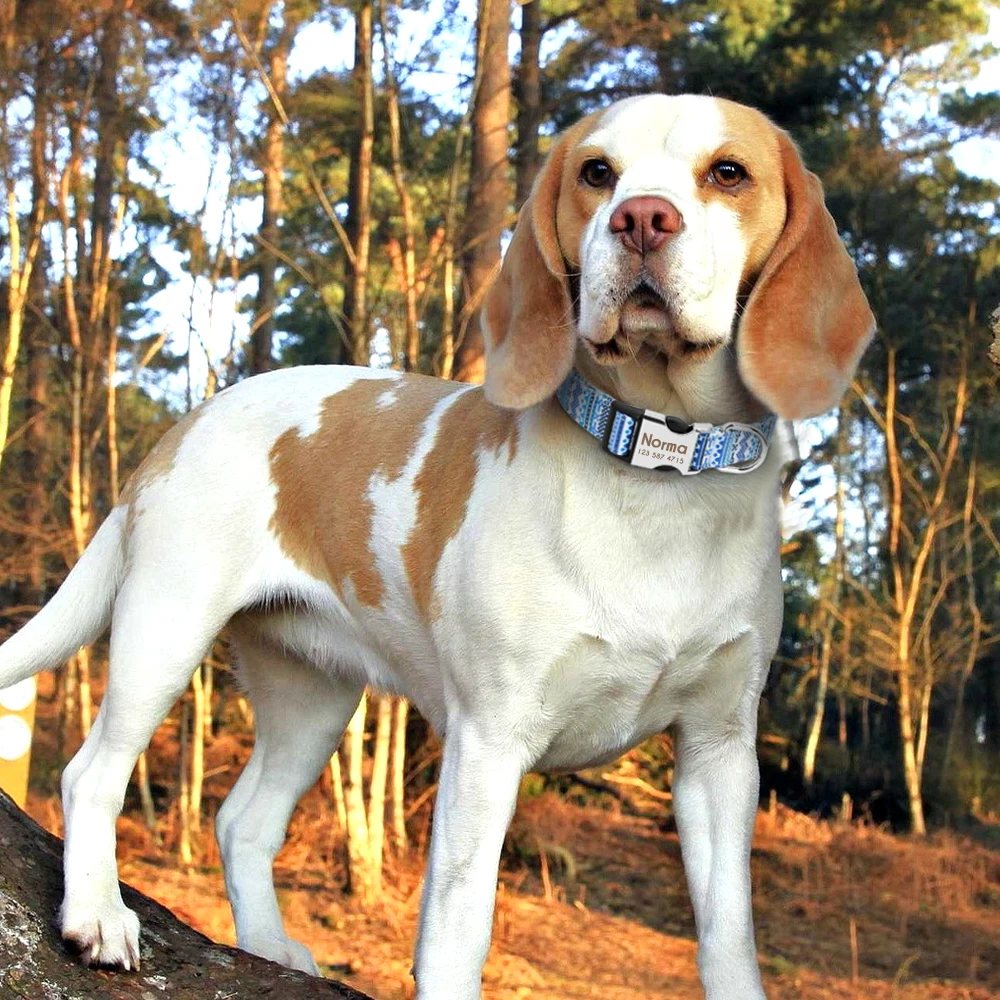Collar de nailon personalizado para perros pequeños, Collar para Chihuahua, identificación de nombre grabada para mascotas pequeñas, medianas y