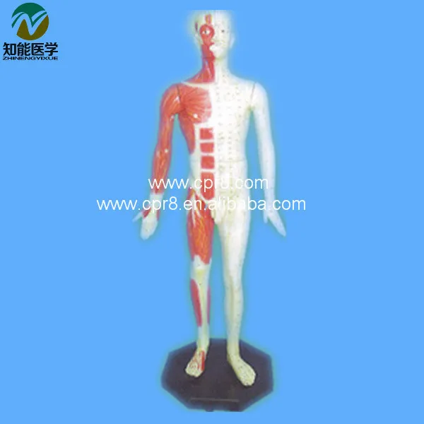 

BIX-Y1004 Acupuncture Human Body Model 84CM MQ184