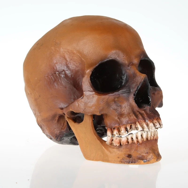 

Horror skulls simulation model 1: 1 model of medicine skeleton skull drawing skull model Skull Halloween scene layout Brown