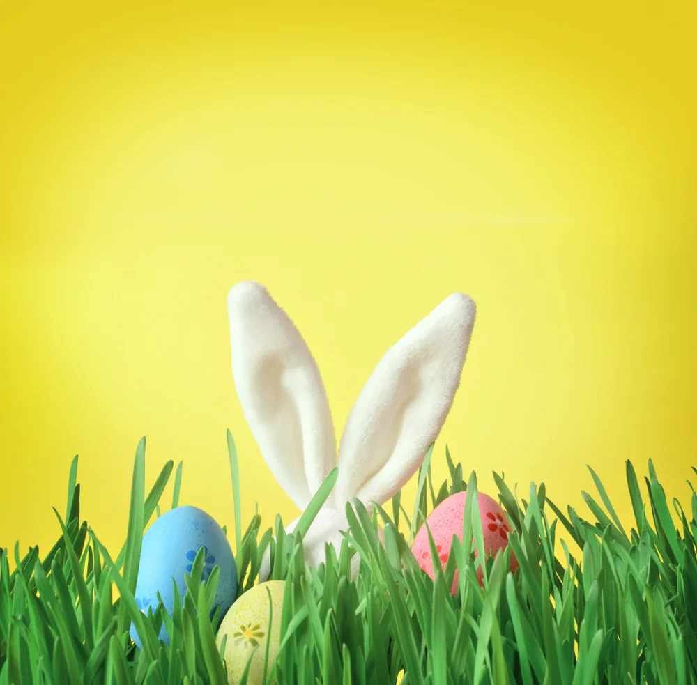 

Easter Bunny Ears Photo Background Birthday Photo Studio Background Baby Shower Backdrop E190127A12