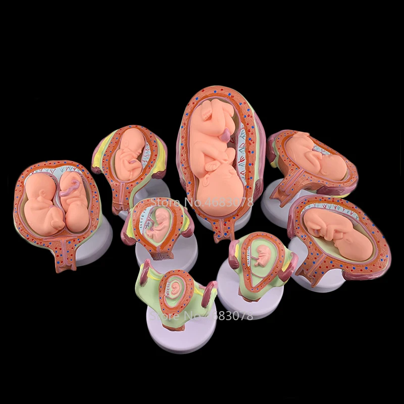 8 X Fetal model Anatomical Human Fetal Development Model - Baby Fetus Foetus Pregnancy Anatomy