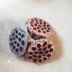 Natural Dried Brown Lotus Flowers Preserved Mini Flower Crafts for Home Decoration Diy Crafting Accessories 1pcs