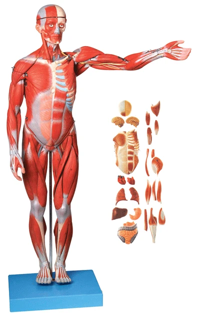 78CM HUMAN MUSCLE MODEL MALE (27 PARTS 238 Marks) internal Organs Adult Visceral Anatomical Model,Anatomy of Muscles and Viscera