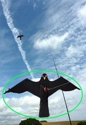 Hawk Kite great as a Bird Scarer Scarecrow Performing Bird Control for Home and Garden-Black(Pole not include)