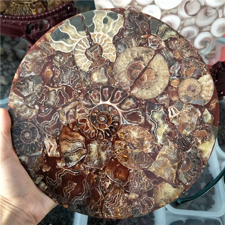 LARGE MADAGASCAR SHELL AMMONITE FOSSIL PLATE DISC FOR HOME DECORATION AND COLLECTION