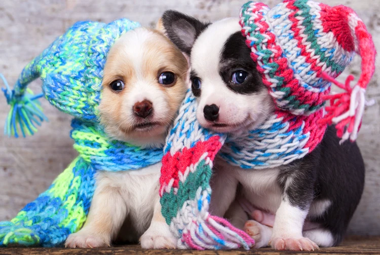 

Sweater puppy The wooden puzzle 1000 pieces ersion paper jigsaw puzzle white card adult children's educational toys