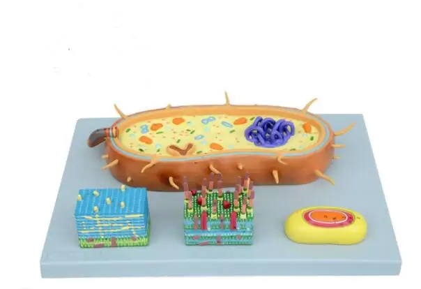 Bacterial model nuclear model chromosome model biological teaching model flagella model 55*38*15cm