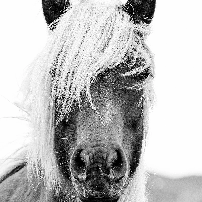 Black And White Horse Head Poster Art Painting , Animal Horses Photography Canvas Art Prints Home Room Wall Picture Modern Decor