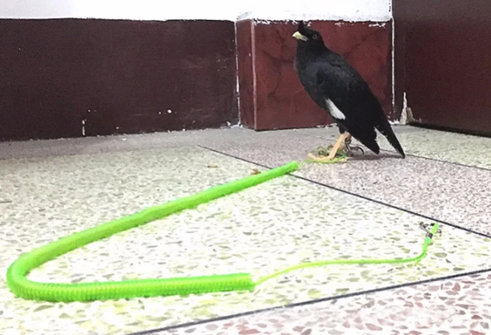 3m/6m/10m Flexible Bird Leash Flying Rope With Ring Parrot Training Harness Steel Wire Inside Bird Outdoor Products