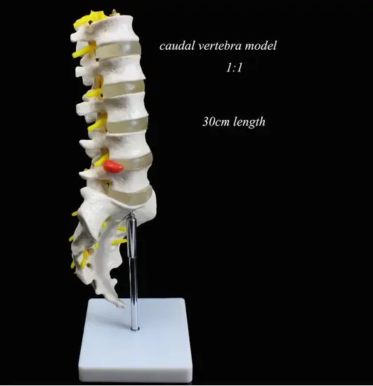 Medical use teaching Lumbar vertebra natural 1:1 adult caudal vertabra model orthopedics model umbar disc herniation model 30cm