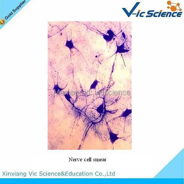 100 Pcs/Set Tier Histologie Vorbereitet Folien