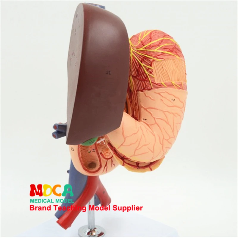 Human Gastric Liver, Gallbladder, Pancreas And Duodenum Model Medical Teaching Tool