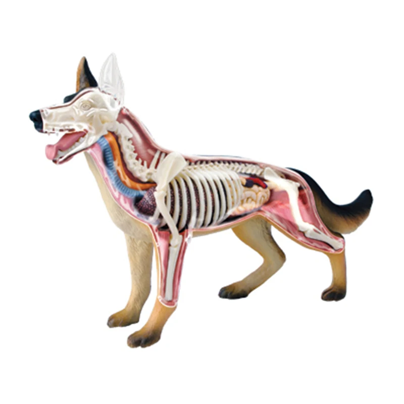 4D Vision Animal Dog  Animal Organ Anatomy Model 29 Parts Detachable Medical Science Teaching Supplies