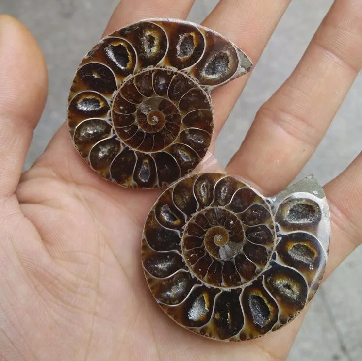 2Pcs Ammonite Specimen Shell Mineral Healing Madagascar natural stones free shipping