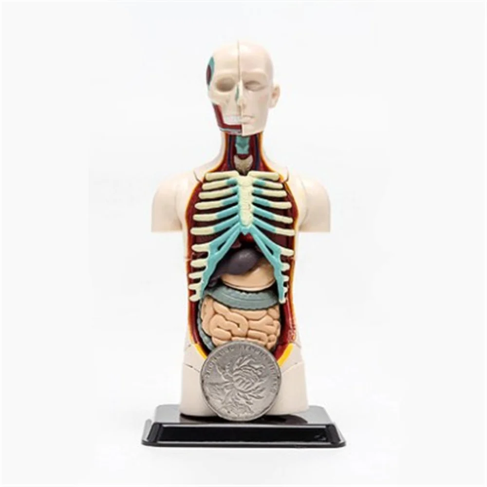 

3D Mine Child Science Toy Human Anatomy model Human torso Assembly Model Visceral Anatomical Model