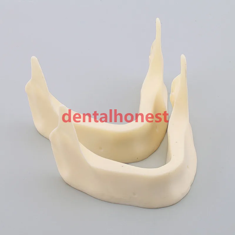 

high quality 2pcs Dental Model M2025 - The Development of Jaw Lower dental model