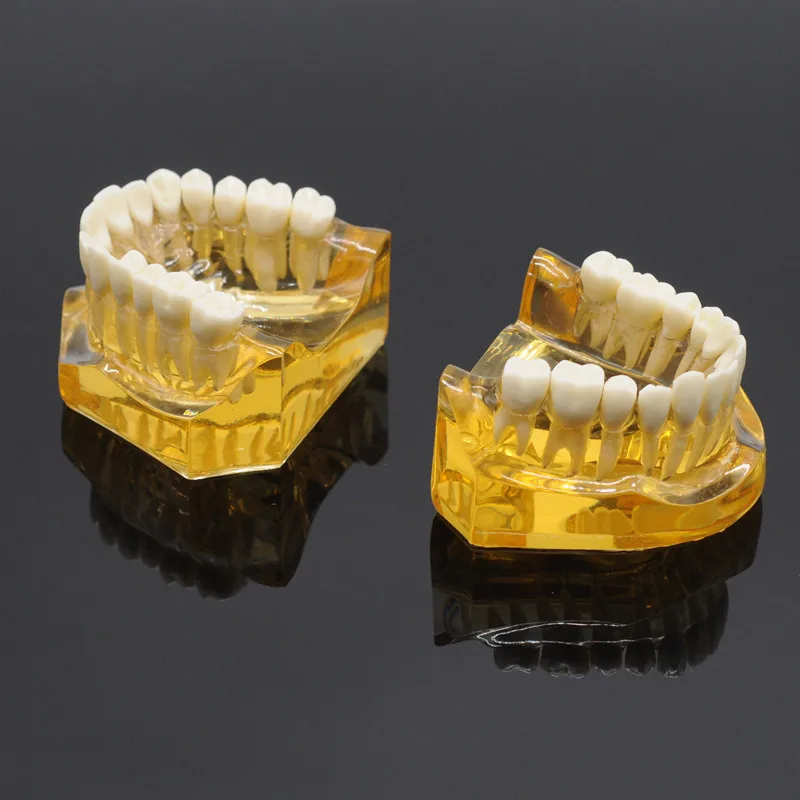 

Dental Removable Teeth Model Adult Typodont Model for Dentist Lab Equipment