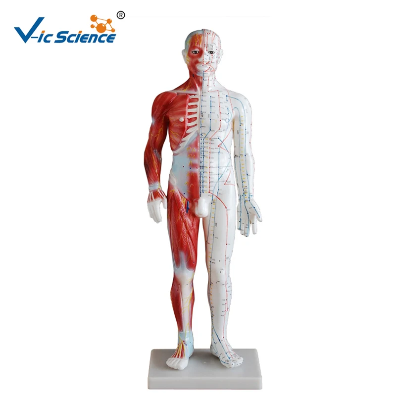 

Medical 60CM Male Advanced & Muscle Model