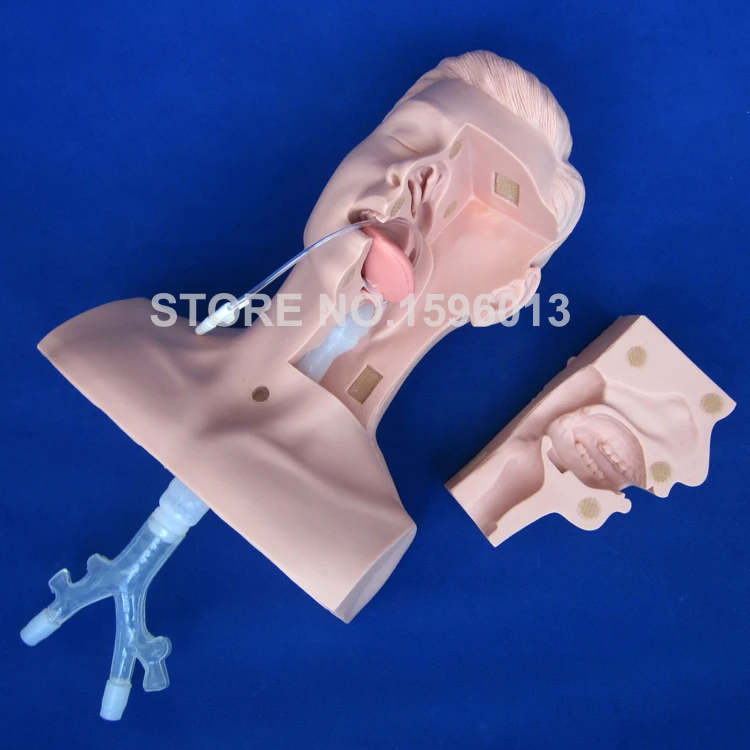 

Advanced Suction Training Simulator, Suction Training Model