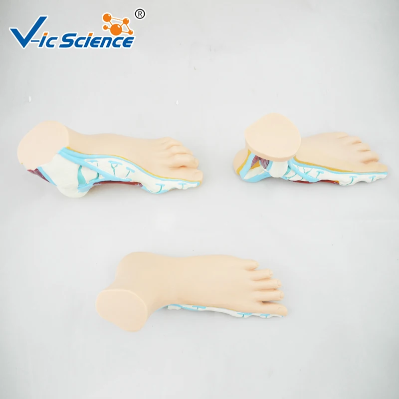 Foot Complete Set Anatomy Model Normal Flat Arched Foot Model