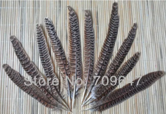 

Wedding Decoration! 50Pcs/Lot 6-8" 15-20cm Natural Hen Ringneck PHEASANT Quill FEATHERS Craft Millinery Fly Fishing