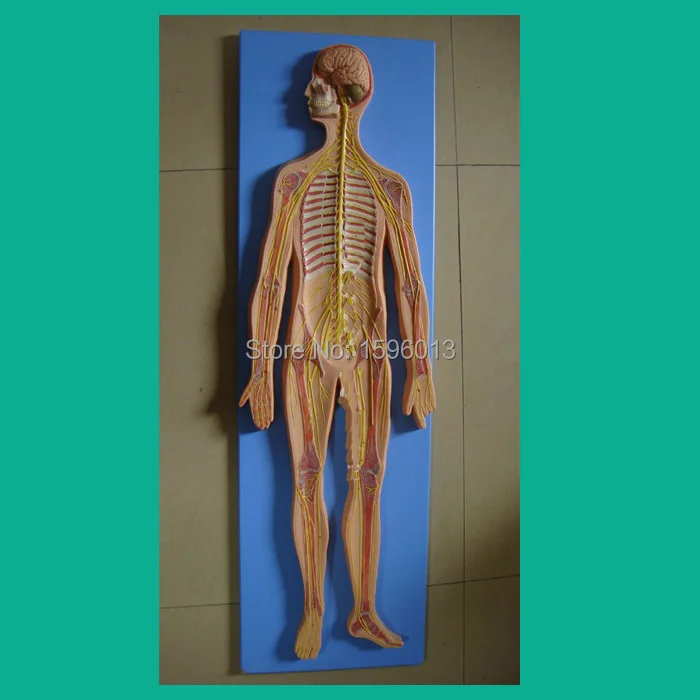 

Nervous System Model,Anatomical human Anatomy Training